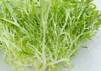 苦菊和什么相克？苦菊不能和什么同吃