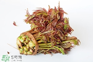 香椿樹種子的藥用價值 香椿籽的藥用價值 香椿樹種子的藥用價值 香椿籽的藥用價值