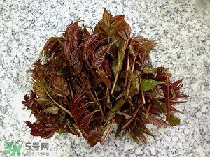 香椿葉的功效與作用 香椿葉泡水喝的功效 香椿葉的功效與作用 香椿葉泡水喝的功效