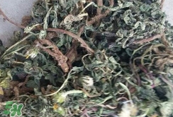 蒲公英怎么曬干?蒲公英怎么曬成干? 蒲公英怎么曬干?蒲公英怎么曬成干?