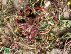 蒲公英怎么曬干?蒲公英怎么曬成干? 蒲公英怎么曬干?蒲公英怎么曬成干?