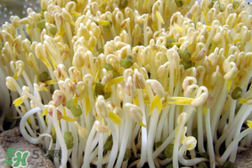 香椿和豆芽能一起吃嗎？香椿豆芽的做法大全