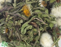 蒲公英可以和什么一起吃?蒲公英和什么一起吃好? 蒲公英可以和什么一起吃?蒲公英和什么一起吃好?