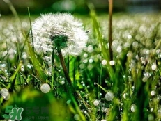 蒲公英可以治刺瘊嗎?蒲公英為什么能治瘊子? 蒲公英可以治刺瘊嗎?蒲公英為什么能治瘊子?