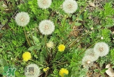 婆婆丁有什么用處?婆婆丁有什么用途? 婆婆丁有什么用處?婆婆丁有什么用途?