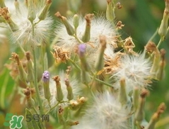 蒲公英泡水一天喝幾杯?蒲公英泡水一天喝幾次? 蒲公英泡水一天喝幾杯?蒲公英泡水一天喝幾次?