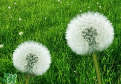 蒲公英泡水一天喝幾杯?蒲公英泡水一天喝幾次? 蒲公英泡水一天喝幾杯?蒲公英泡水一天喝幾次?