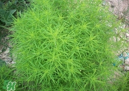 掃帚菜怎么吃？掃帚菜做法