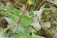 蒲公英泡水是用根部好還是葉子好? 蒲公英泡水是用根部好還是葉子好?
