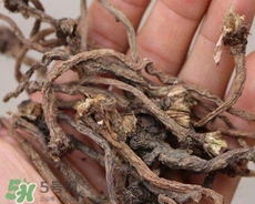 蒲公英泡水是用根部好還是葉子好? 蒲公英泡水是用根部好還是葉子好?