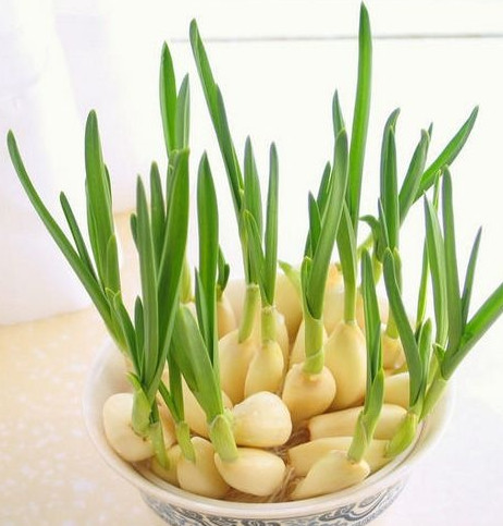 怎么種蒜苗？在家怎么種蒜苗