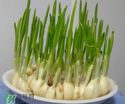 蒜苗屬于堿性食物嗎？蒜苗是酸性還是堿性