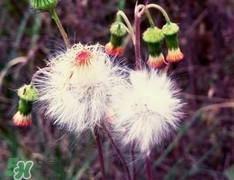 蒲公英可以和金銀花一起泡水喝嗎?蒲公英金銀花泡水的功效 蒲公英可以和金銀花一起泡水喝嗎?蒲公英金銀花泡水的功效