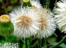 黃花地丁可以生吃嗎?黃花地丁能直接吃嗎? 黃花地丁可以生吃嗎?黃花地丁能直接吃嗎?