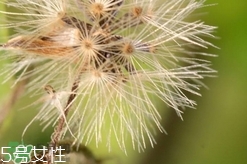 黃花地丁可以泡水喝嗎?黃花地丁泡水喝的功效 黃花地丁可以泡水喝嗎?黃花地丁泡水喝的功效