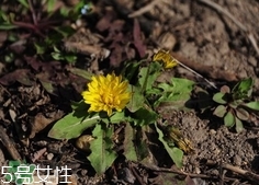 黃花地丁可以泡水喝嗎?黃花地丁泡水喝的功效 黃花地丁可以泡水喝嗎?黃花地丁泡水喝的功效