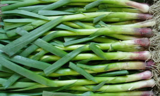 怎么種蒜苗？在家怎么種蒜苗