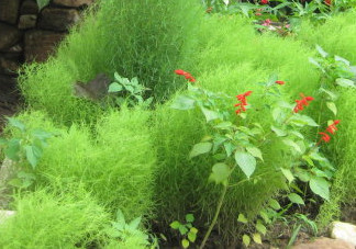 掃帚菜有什么功效？掃帚菜的功效與作用