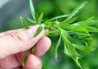 掃帚菜孕婦能吃嗎？孕婦可以吃掃帚菜嗎