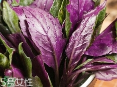 吃血皮菜有什么好處?血皮菜的功效與禁忌 吃血皮菜有什么好處?血皮菜的功效與禁忌