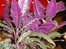 吃血皮菜有什么好處?血皮菜的功效與禁忌 吃血皮菜有什么好處?血皮菜的功效與禁忌