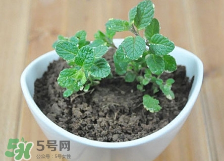 薄荷怎么養(yǎng)？薄荷怎么養(yǎng)才能爆盆