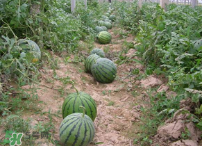 西瓜什么時(shí)候播種？2017西瓜什么時(shí)候播種？