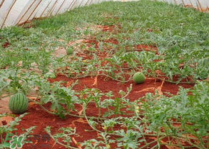 西瓜什么時(shí)候播種？2017西瓜什么時(shí)候播種？