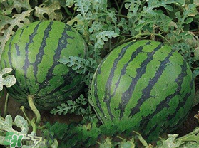 西瓜什么時(shí)候播種？2017西瓜什么時(shí)候播種？