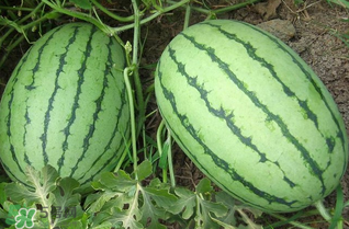 西瓜什么時候上市？西瓜什幾月份上市？