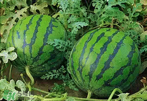 西瓜什么時候上市？西瓜什幾月份上市？