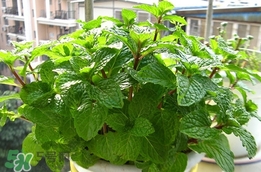 薄荷怎么養(yǎng)？薄荷怎么養(yǎng)才能爆盆