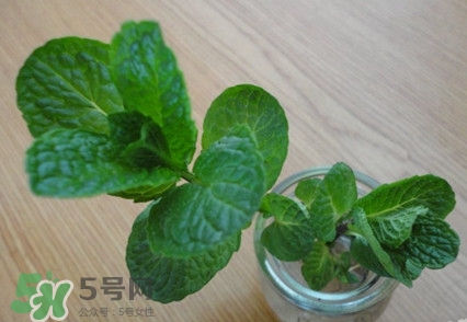薄荷怎么養(yǎng)？薄荷怎么養(yǎng)才能爆盆