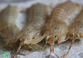 皮皮蝦死了還能吃嗎？皮皮蝦死了多久還能吃？