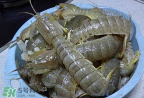 皮皮蝦死的怎么清洗？死的皮皮蝦怎么清洗？