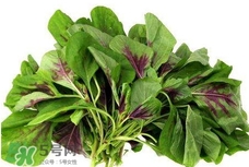 莧菜怎么種？莧菜如何種植