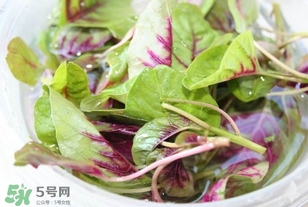 莧菜怎么洗？莧菜怎么擇