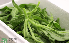 冰菜什么人不適宜吃？冰菜什么體質(zhì)不能吃？