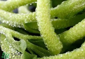 冰草什么人不能吃？冰草什么體質(zhì)不能吃？