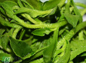 冰草什么人不能吃？冰草什么體質(zhì)不能吃？