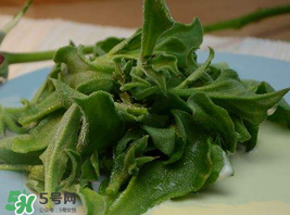 冰草多少錢一斤？非洲冰草多少錢一斤？