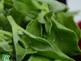 冰草多少錢一斤？非洲冰草多少錢一斤？