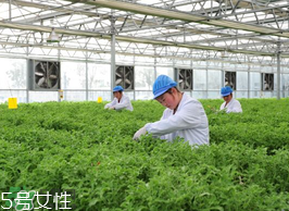 ?冰草為什么會酸？冰草為什么是酸的？