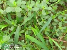 瓜子菜可以生吃嗎?瓜子菜能直接吃嗎? 瓜子菜可以生吃嗎?瓜子菜能直接吃嗎?