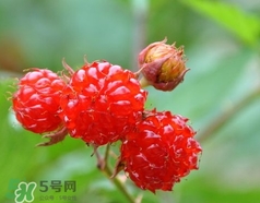 覆盆子可以直接吃嗎?覆盆子可以生吃嗎? 覆盆子可以直接吃嗎?覆盆子可以生吃嗎?