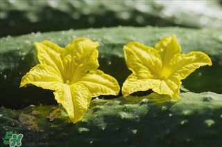 黃瓜根能吃嗎？黃瓜根可以吃嗎？