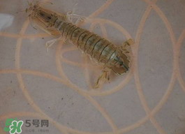 蝦爬子怎么保存？蝦爬子怎么保存才新鮮？