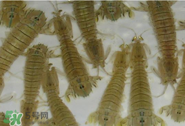 蝦爬子怎么保存？蝦爬子怎么保存才新鮮？