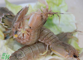 蝦爬子怎么保存？蝦爬子怎么保存才新鮮？