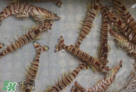 蝦爬子能放多久？蝦爬子怎么保存時間長？